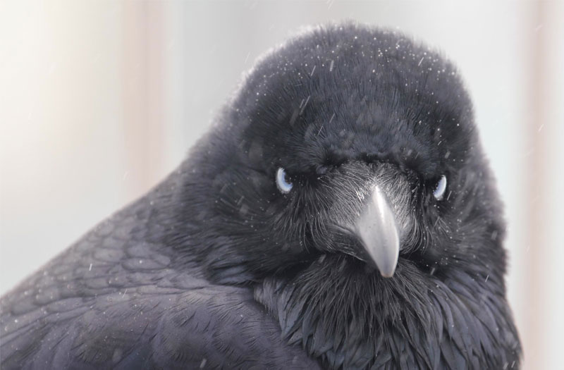 A murderous looking raven, who no doubt has a story to tell, glaring right at you.