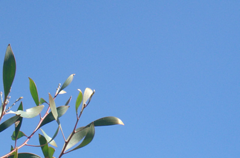 New leaves of a hakea tree shown against a clear blue sky