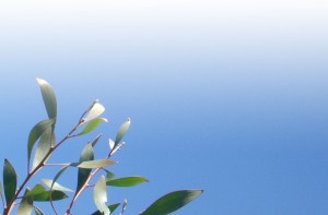 Hakea leaves against a clear blue sky