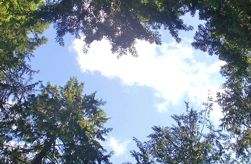 View of the sky, looking up through the trees.