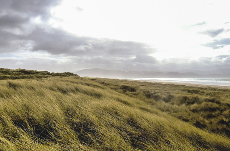 View of grasses on a windswept beach