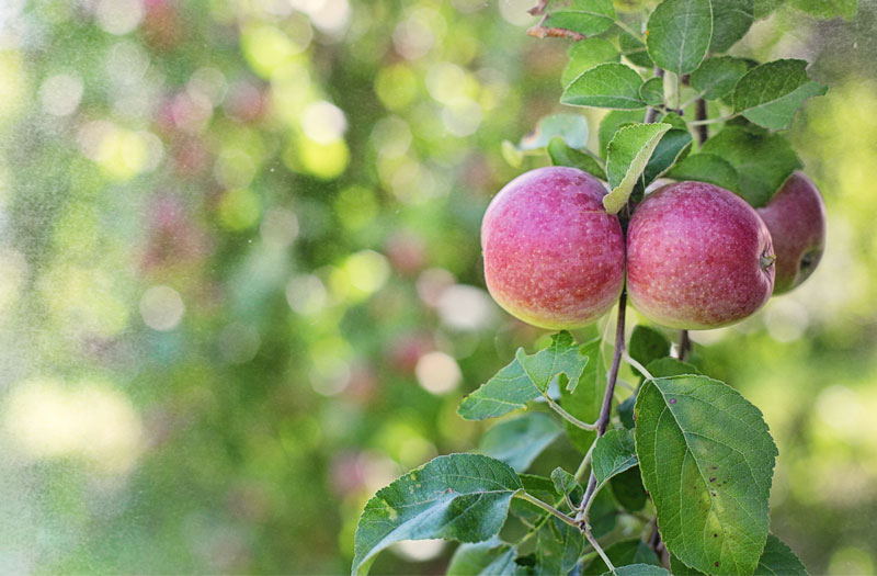 Red apples on a branch