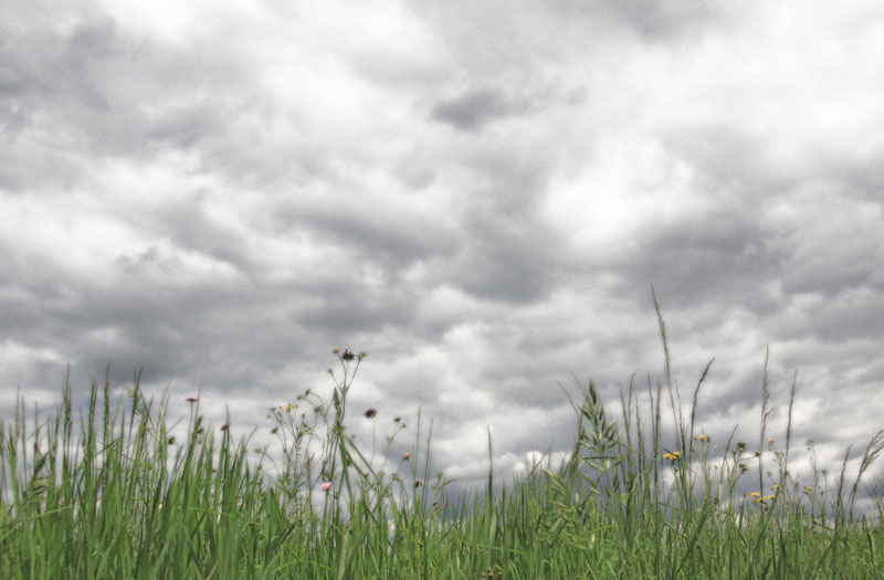 Green grass against a grey sky