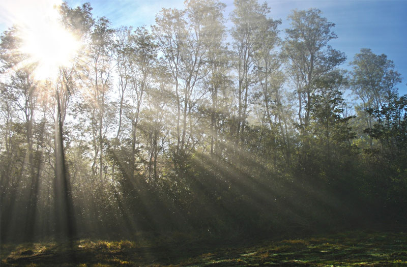 Rays of sunlight streaming through trees