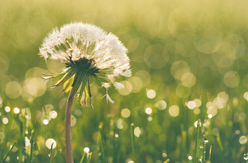 A single dandelion against a sparkling green background