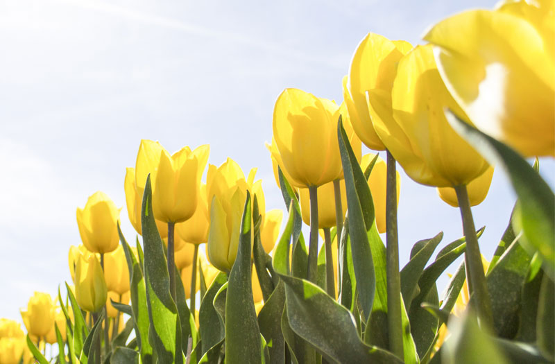 Brilliant yellow tulips in sunshine