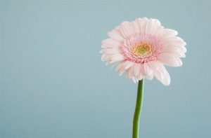 Pink gerbera against blue wall