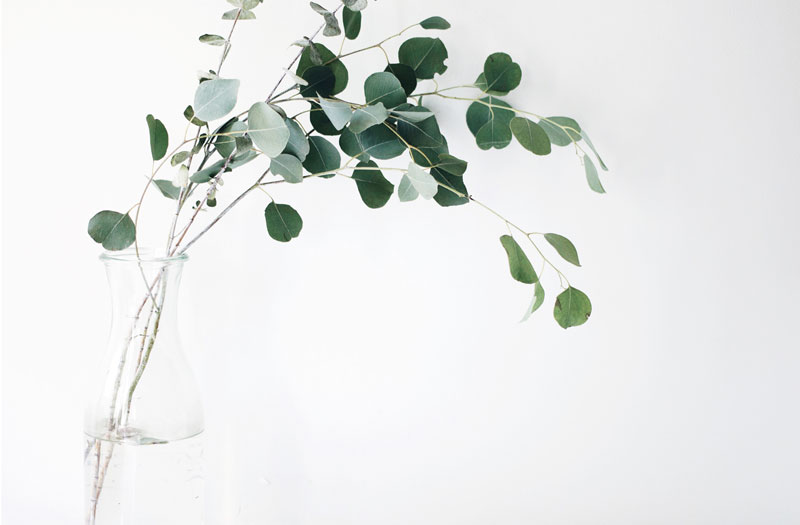 Green leaves in glass vase