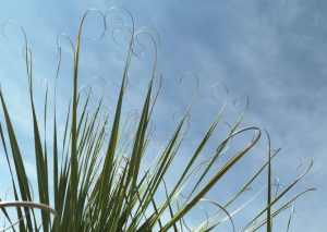 Blue sky and curly palm leaves