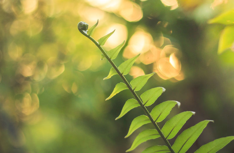 Unfurling fern frond