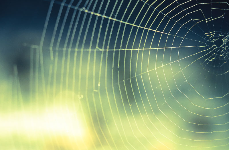 Sunlight through spiderweb