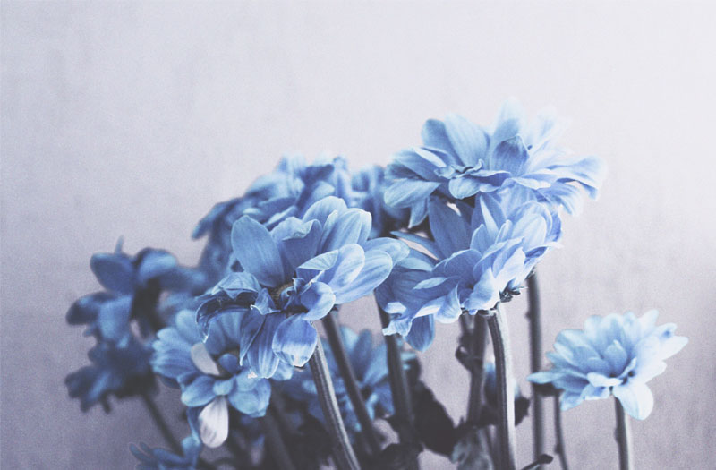 A bunch of blue flowers