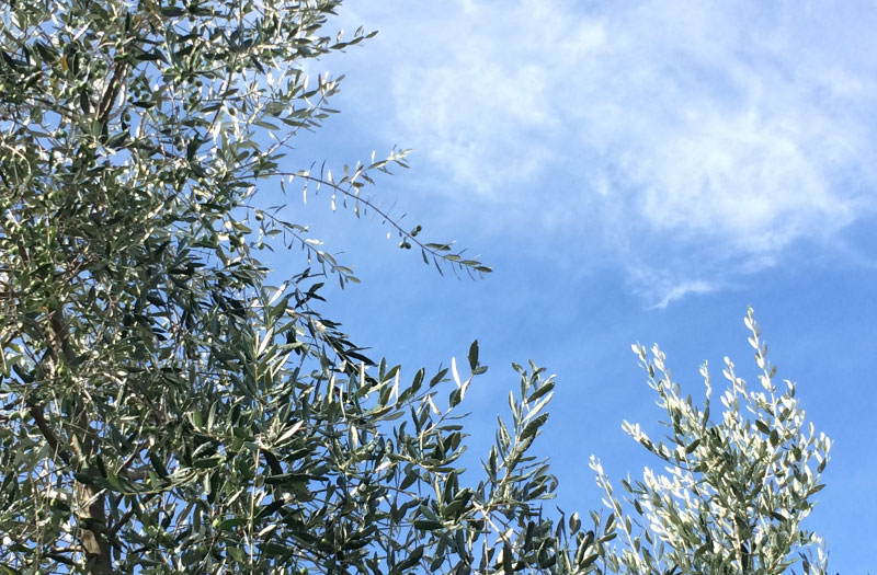 Blue sky with olive tree