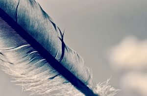 close up of feather