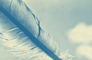 close up of a feather in blue tones