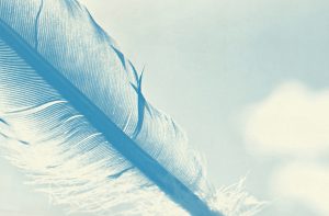 close-up of the quill of a feather in blue tones