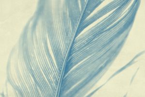 close up of a feather in blue tones