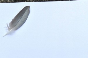 An artful grey feather