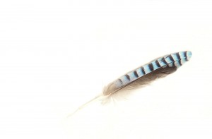A single feather, striped with blue