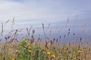 View of grasses overlooking the sea on the cliffs of Moher