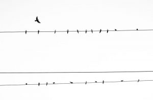 Birds perched on wires with one in flight above