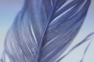 close up of feather in blue-grey tones