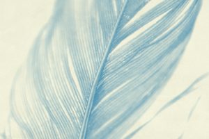 close-up of a feather in blue tones